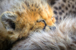 Cheetah Cub Snuggles Mother