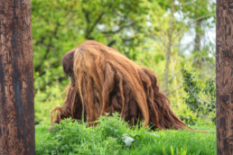 Old Man of The Forest