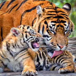 Tiger Cleaning Cub