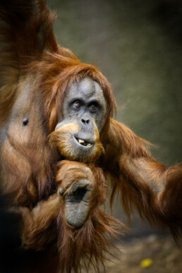 Orangutan and Child at Chester Zoo