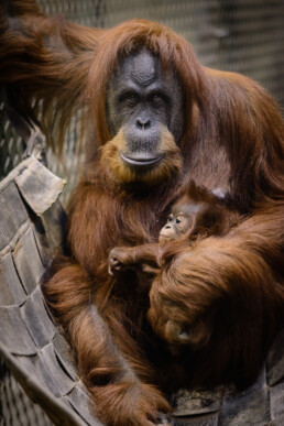 Orangutan Mother and Child at Chester Zoo