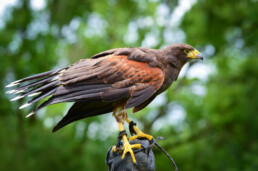 Harris Hawk