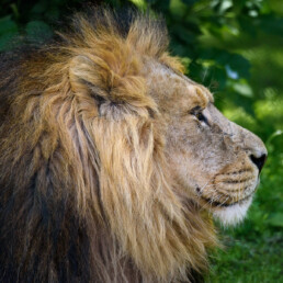 Lion at Chester Zoo