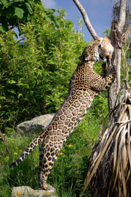 Jaguar Dinner