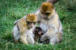 Barbary Macacque