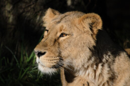 Lion at Chester Zoo