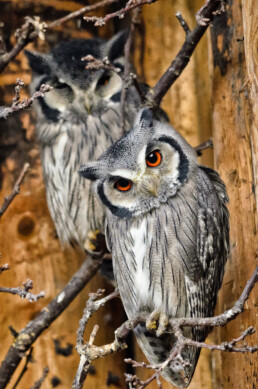 Little Owls