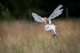 Barn Owl