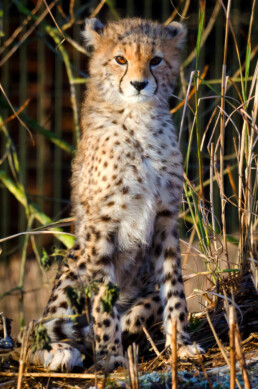 Cheetah cub growing up