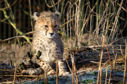 Cheetah Cub