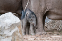 New arrival at Chester Zoo