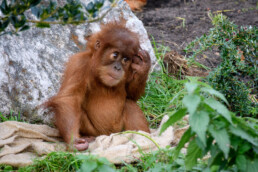 Baby Orangutan at Chester Zoo