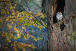 BIrd Of Prey Photography