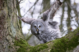 BIrd Of Prey Photography