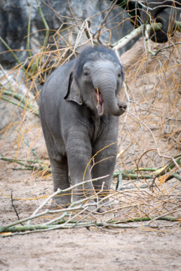 Baby Elephant at Chester Zoo