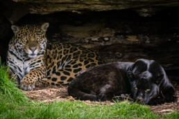 Jaguars at Chester Zoo