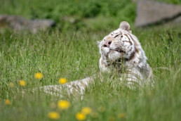 White Tiger