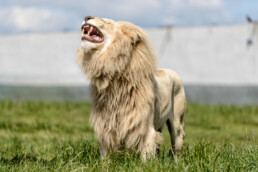 White Lion