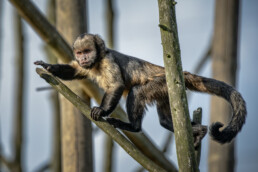 Capuchin Monkey at Chester Zoo