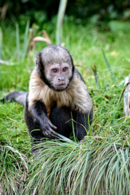 Capuchin Monkey at Chester Zoo