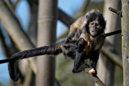 Capuchin Monkey at Chester Zoo