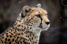 Cheetah In The Rain