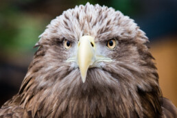 Sea Eagle